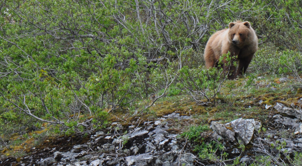 Brown bear from the sightseeing boat in Glacier Bay