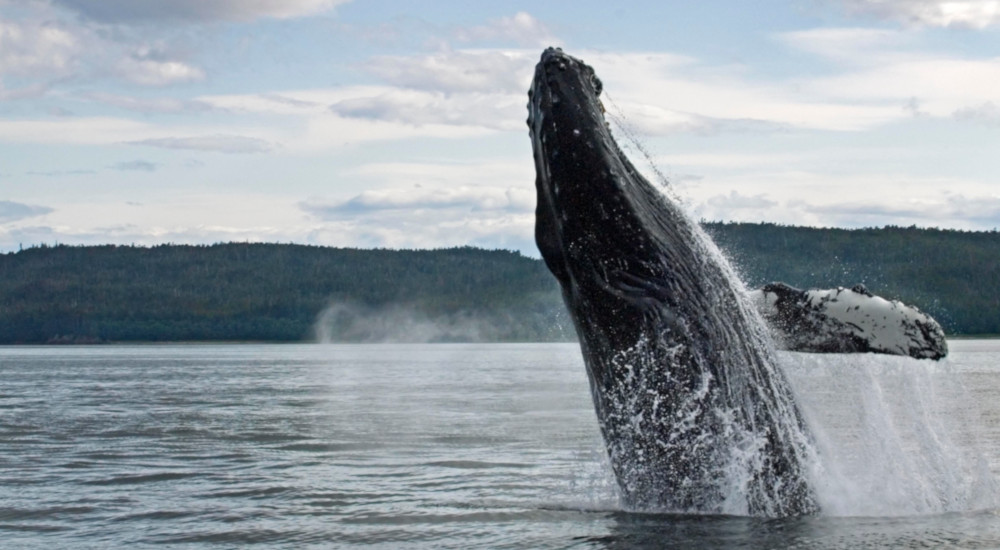 The waters around Juneau and Gustavus offer incredible whale watching opportunities