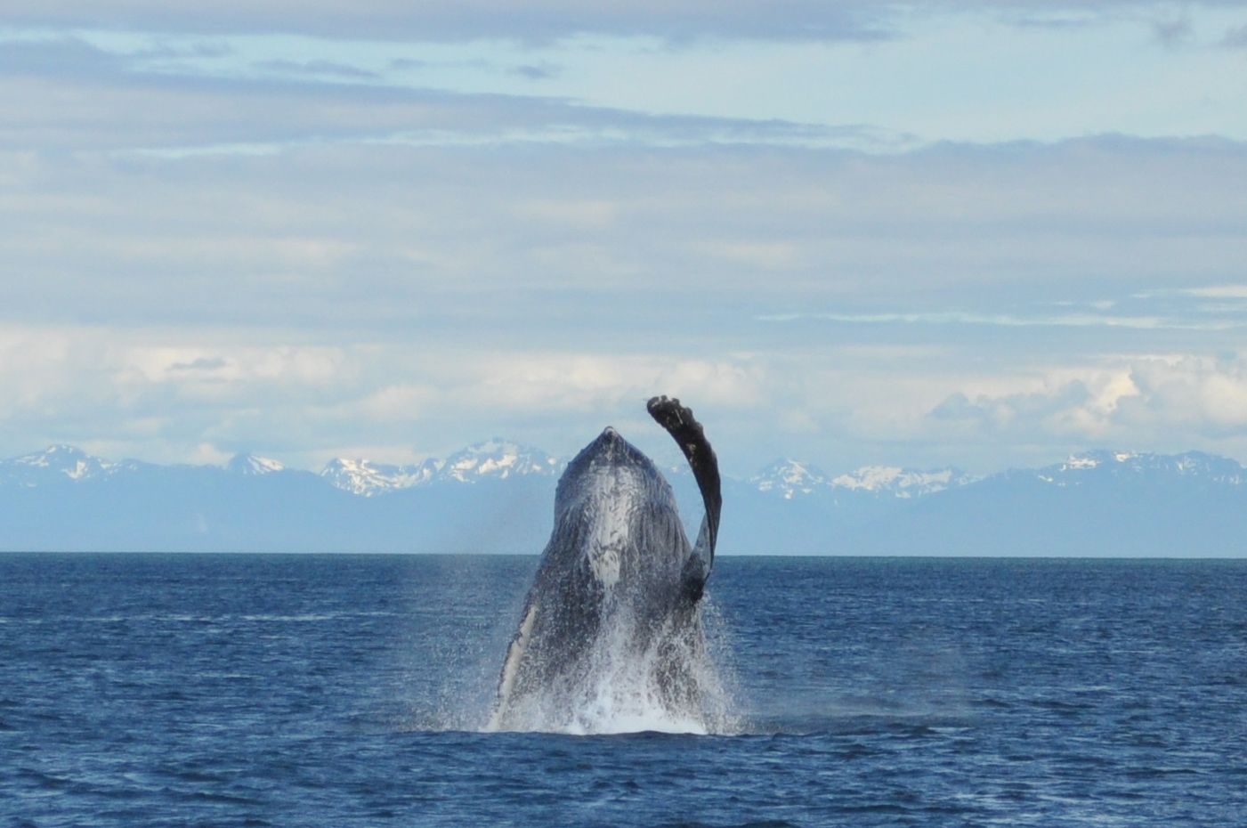 Whale breaching during our visit to Gustavus